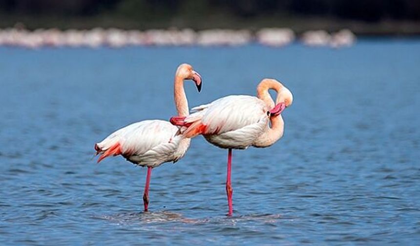 'Kuş Oteli' Hersek Lagünü turistlerin ilgi odağı oldu